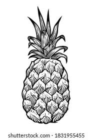 Whole pineapple, hand drawn vector