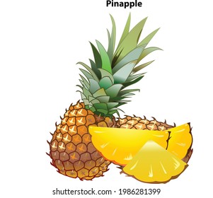 Whole pineapple with slices and piece isolated on white background. Vector illustration.