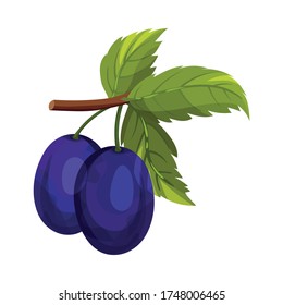 Whole Plum Berries Hanging on Tree Branch Vector Illustration