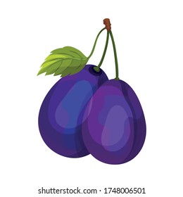 Whole Plum Berries Hanging on Tree Branch Vector Illustration