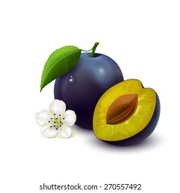 Whole plum with leaf, half with seed and flower isolated on white background. Vector illustration.