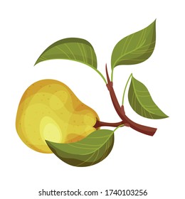 Whole Pomaceous Pear Fruit with Upper Flower Stalk and Green Fibrous Leaves Vector Illustration