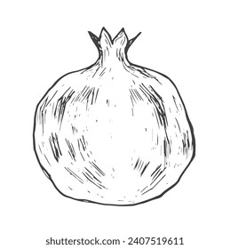 Whole pomegranate line icon vector illustration. Hand drawn outline tropical summer fruit