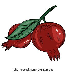 Granadas enteras en una rama, vector. Frutas dulces exóticas cosechadas. Cosecha, agricultura. Dibujo manual.