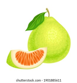 Whole Pomelo or Pummelo as Largest Citrus Fruit with Thick Rind Vector Illustration