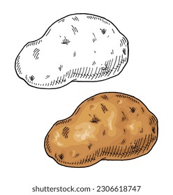 Whole potato. Vintage engraving vector color and black illustration. Isolated on white background.