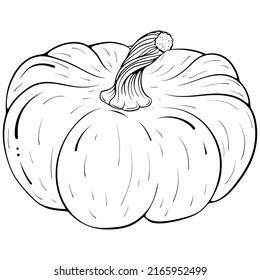 Whole pumpkin. Vector illustrations in hand drawn sketch doodle style. Line art botanical food isolated on white. Close up pumpkin vegetable. Element for coloring book, design, print.