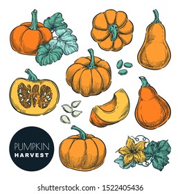 Whole pumpkins and pumpkin slices isolated on white background. Color sketch vector illustration. Autumn gourd harvest. Hand drawn agriculture and farm design elements.