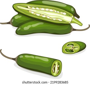 Todo, cuarto y mitad de pimientos verdes de serrano Chile. Chile serrano o serrano chilis. Pimienta chile. Capsicum annuum. Verduras. Estilo de caricatura. Ilustración vectorial aislada en fondo blanco.