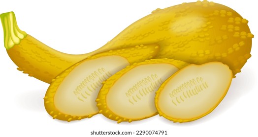 Whole, quarter, slices, and wedges of Hard yellow Crookneck Squash. Summer squash. Cucurbita pepo. Cucurbitaceae. Fresh, raw fruits and vegetables. Vector illustration isolated on white background.