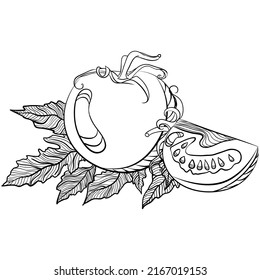 Tomate entero y cuarto. Ilustraciones vectoriales en forma de dibujo a mano estilo doodle. Platos botánicos de arte de línea aislados en blanco. Cierra la verdura de tomate. Elemento para colorear libro, diseño, impresión