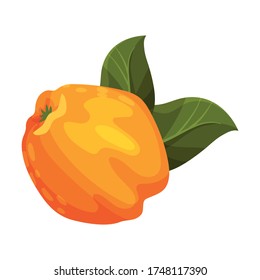 Whole Quince Isolated on White Background Vector Illustration