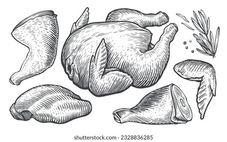 Whole raw chicken carcass and parts of meat cutting. Farm food set engraving style. Sketch vector illustration