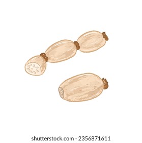 Whole raw fresh brown lotus roots