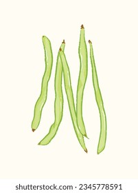 Whole raw long string beans in ingredients illustration