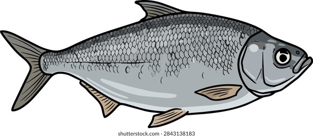 A whole raw silver fish with visible scales and a large eye presented in profile isolated on a white background with a faint shadow
