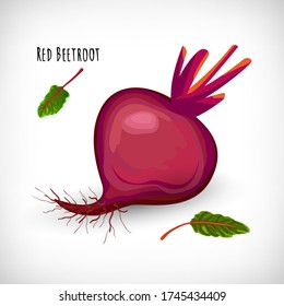 Ganze rote Rübenpflanze isoliert auf weißem Hintergrund. Gesunde Ernährung vegetarisches Essen. Salatzutat im flachen Stil. Die Rote Rübe schreiben. Vector-Abbildung.