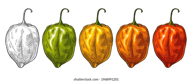 Whole red, green, orange, yellow pepper habanero. Vintage vector hatching color illustration. Isolated on white background. Hand drawn design