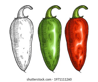 Whole red and green pepper jalapeno. Vintage vector hatching color illustration. Isolated on white background. Hand drawn design