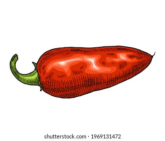 Whole red pepper jalapeno. Vintage hatching vector color and black illustration. Isolated on white background. Hand drawn design