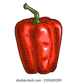 Whole red sweet bell pepper. Vintage engraving vector color illustration. Isolated on white background. Hand drawn design