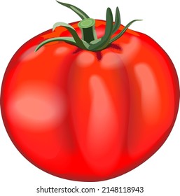 Whole red tomato. Globe tomatoes. Fresh organic and healthy, diet and vegetarian vegetables. Vector illustration isolated on white background