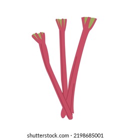 Whole rhubarb stem without leaves in red pink color. Organic spring vegetable. Ingredient for tart baking. Colored flat style vector illustration isolated on white.