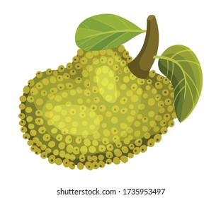 Whole and Ripe Egg-shaped Jackfruit with Green Seed Coat and Leaf Vector Illustration