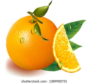Whole ripe oranges and slices. Vector illustration of orange. Fully editable handmade mesh.