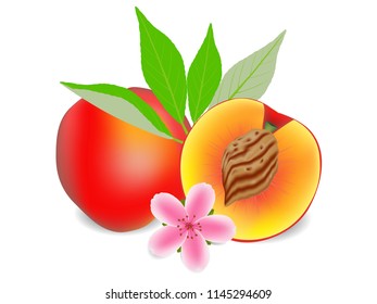 Whole ripe peach fruit and half with a flower on a white background.