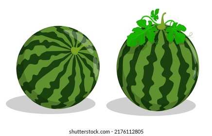 Whole ripe watermelon. Autumn harvest of watermelons in farmer field. Cartoon vector isolated on white background