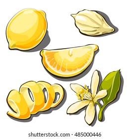 Whole ripe yellow lemon. Peel, slice, seed and flower of lemon isolated on a white background. Vector cartoon close-up illustration.