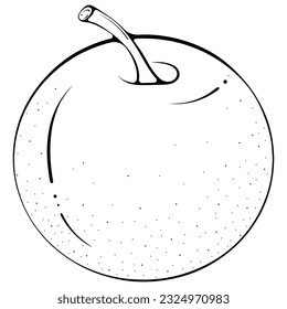Ganzer runder Apfel. Vektorgrafik im handgezeichneten Skizzendoodle-Stil. Botanische Rohstoffe für frischen Saft einzeln auf Weiß. Nahaufnahme von Sommerfrüchten. Farbbuchseite