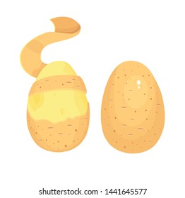 whole round potato vector illustration