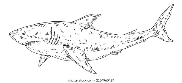 Whole shark on white background. Vintage vector engraving monochrome black illustration. Hand drawn design in a graphic ink style.