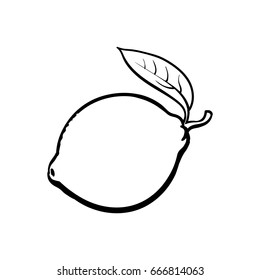 Whole shiny ripe lime with a leaf, hand drawn sketch style vector illustration on white background. Hand drawing of unpeeled round whole lime with fresh leaf