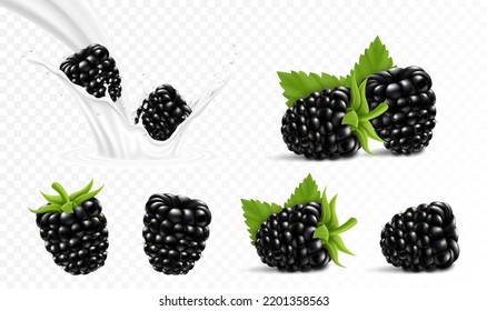 Whole and slice of blackberry. Blackberry in a splash of milk or yogurt, 3d realistic isolated vector set