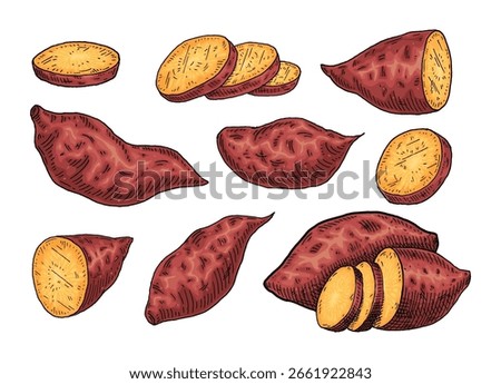 Whole, slice and half sweet potato. Vintage engraving vector color illustration. Isolated on white background.