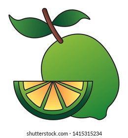 whole and slice lemon citrus vector illustration