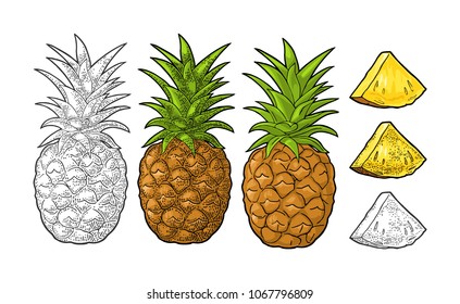 Whole and slice pineapple. Vector color and black vintage engraving illustration for menu, poster. Isolated on white background