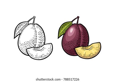 Whole and slice plum with seed and leaf. Vector black and color vintage engraving illustration for menu, poster. Isolated on white background