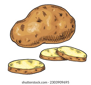 Whole and slice potato. Vintage engraving vector color illustration. Isolated on white background.