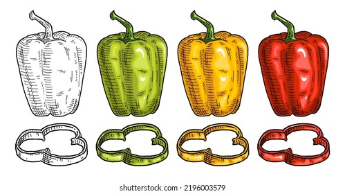 Pimientos de campanas rojas, verdes y amarillas. Color de grabado vectorial vintage e ilustración negra. Aislado sobre fondo blanco. Diseño dibujado a mano