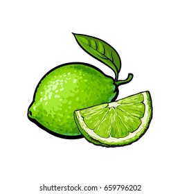 Whole and slice of unpeeled ripe green lime, sketch style vector illustration isolated on white background. Hand drawn whole and cut juicy lime fruit with fresh green leaf