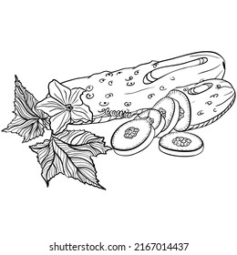 Whole and sliced cucumber with leaves. Vector illustrations in hand drawn sketch doodle style. Line art botanical food isolated on white. Close up cucumber vegetable. Element for coloring book, design