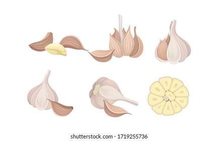 Whole and Sliced Garlic as Aromatic Healthy Condiment for Food Preparation Vector Set