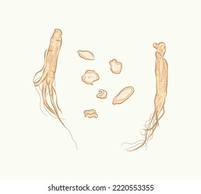 Whole and sliced light brown American Ginseng in flat vector illustration art design