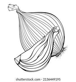 Cebollas enteras y cortadas. Ilustraciones vectoriales en forma de dibujo a mano estilo doodle. Hortalizas orgánicas de arte lineal aisladas en blanco. Elemento para colorear libro, diseño, impresión.