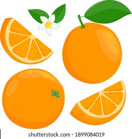 Whole and sliced orange fruit, orange flowers and leaves. Vector illustration