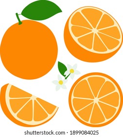 Whole and sliced orange fruit, orange flowers and leaves. Vector illustration